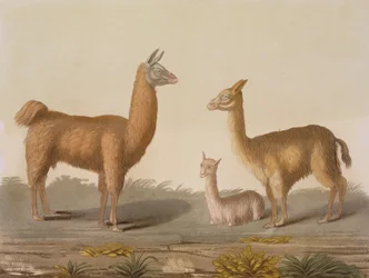 Alpaca (balra) és Vicuna (jobbra) láma, a Le Costume Ancien et Moderne II. kötetből, 12. lemez, Jules Ferrario, az 1820-as és 30-as évek körül megjelent